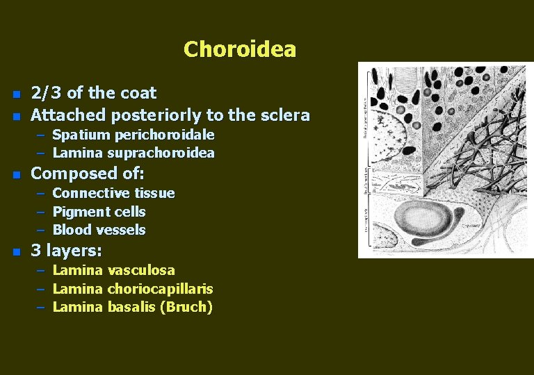 Choroidea n n 2/3 of the coat Attached posteriorly to the sclera – Spatium