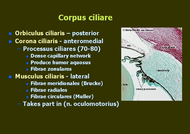 Corpus ciliare n n Orbiculus ciliaris – posterior Corona ciliaris - anteromedial – Processus