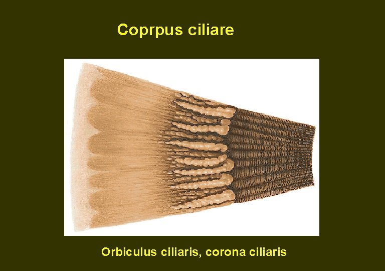 Coprpus ciliare Orbiculus ciliaris, corona ciliaris 