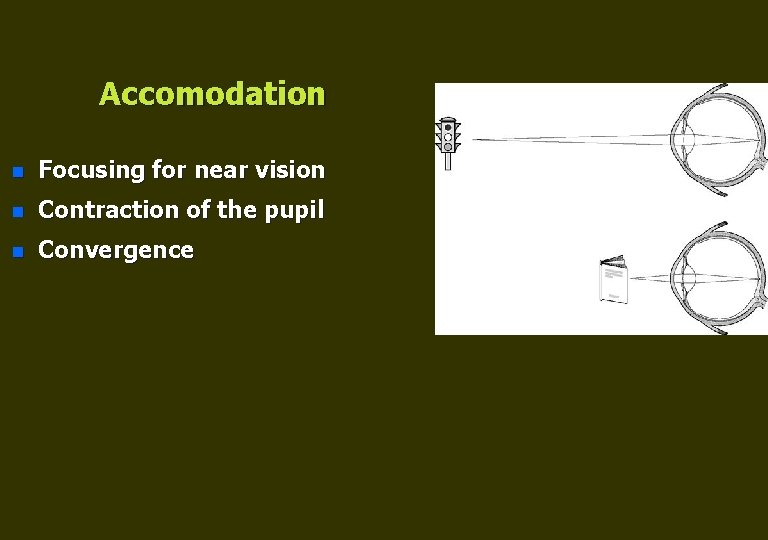 Accomodation n Focusing for near vision n Contraction of the pupil n Convergence 