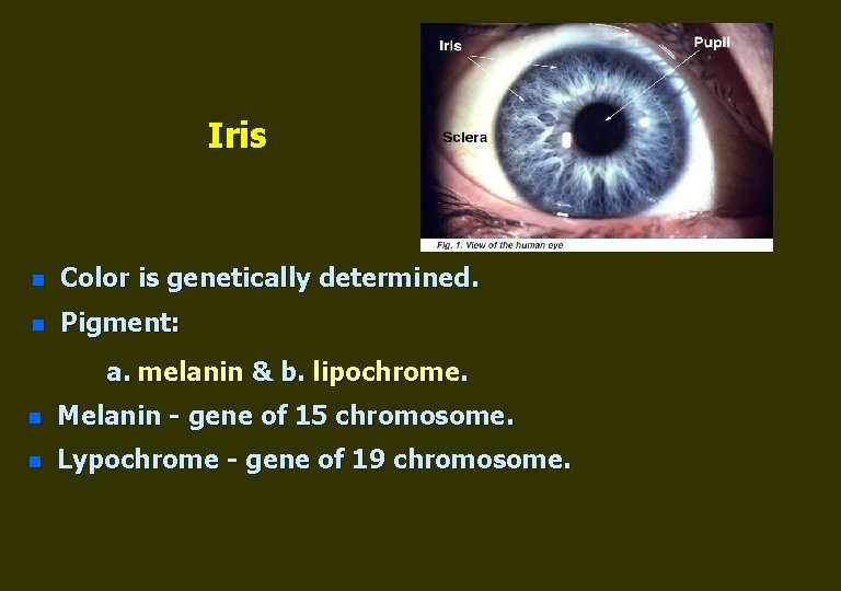 Iris n Color is genetically determined. n Pigment: а. melanin & b. lipochrome. n