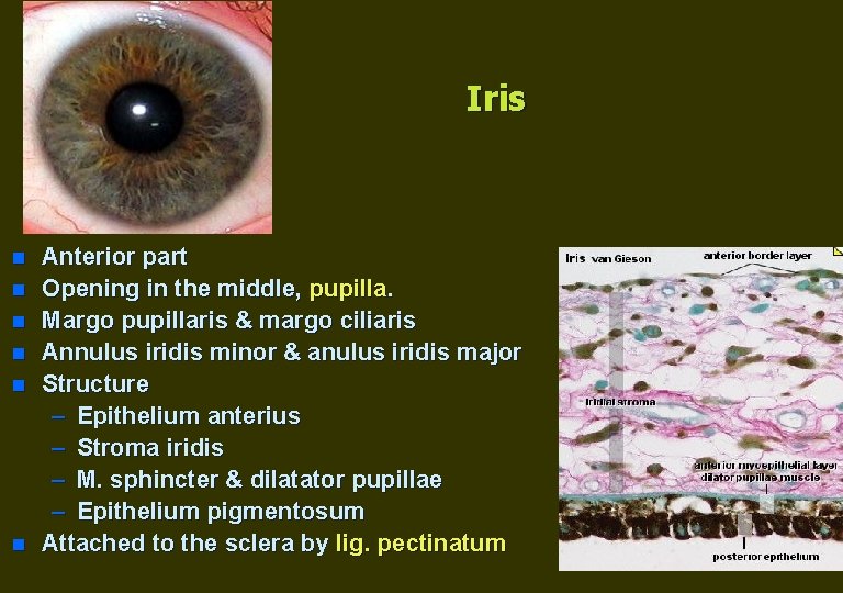 Iris n n n Anterior part Opening in the middle, pupilla. Margo pupillaris &