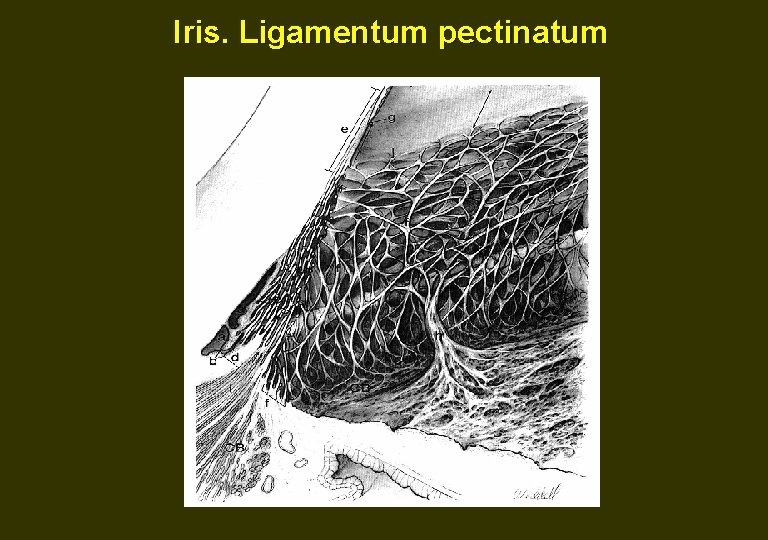 Iris. Ligamentum pectinatum 
