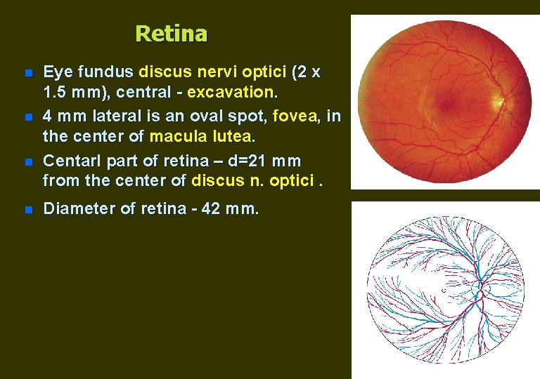 Retina n n Eye fundus discus nervi optici (2 x 1. 5 mm), central