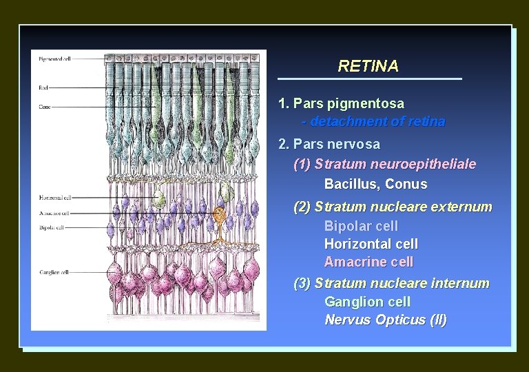 RETINA 1. Pars pigmentosa - detachment of retina 2. Pars nervosa (1) Stratum neuroepitheliale