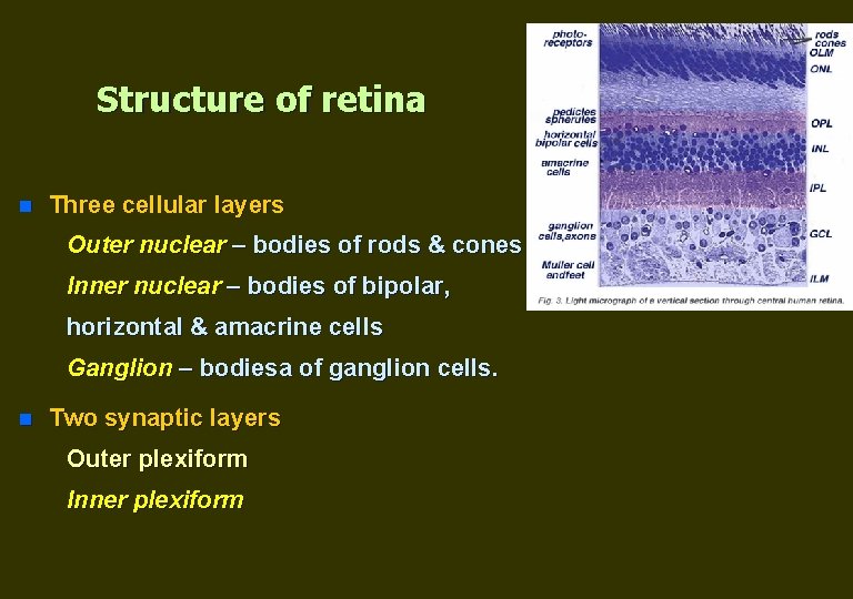 Structure of retina n Three cellular layers Outer nuclear – bodies of rods &