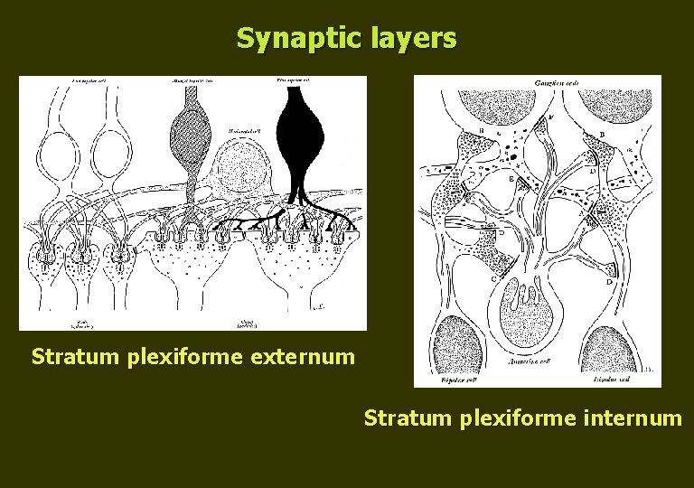 Synaptic layers Stratum plexiforme externum Stratum plexiforme internum 