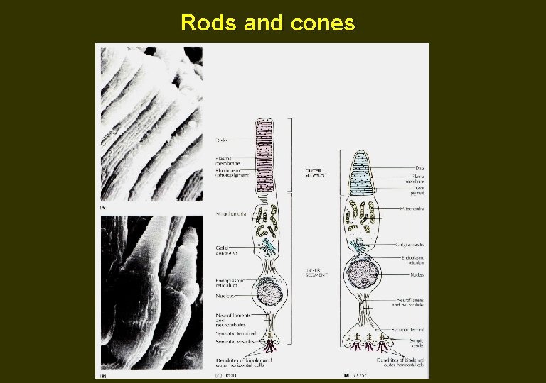 Rods and cones 