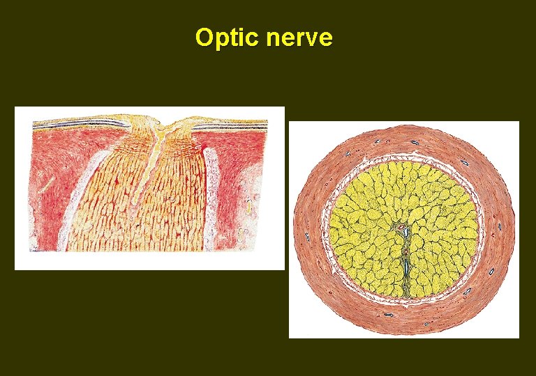 Optic nerve 