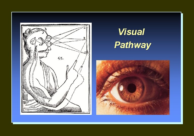 Visual Pathway 