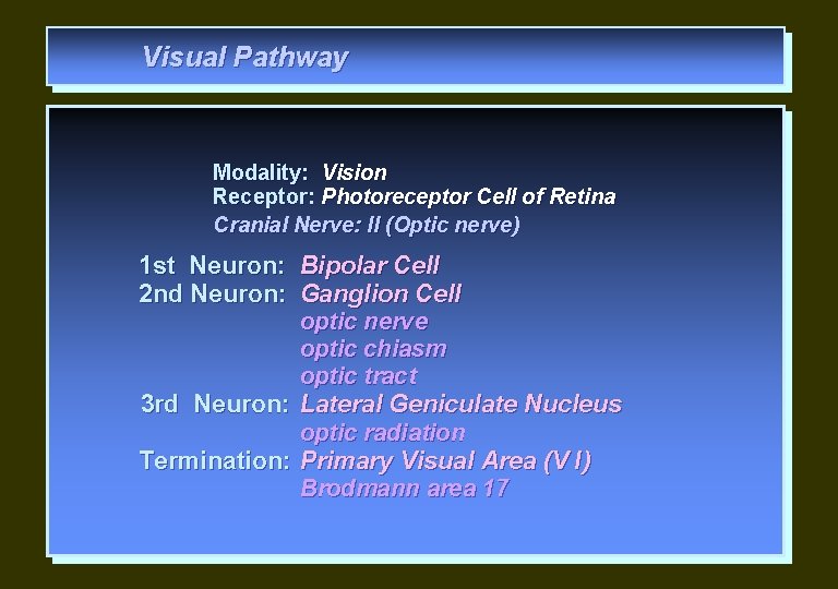 Visual Pathway Modality: Vision Receptor: Photoreceptor Cell of Retina Cranial Nerve: II (Optic nerve)