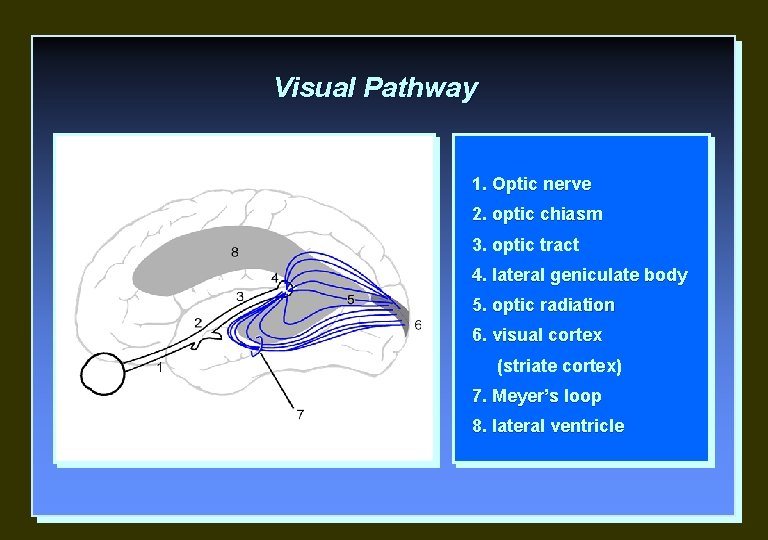 Visual Pathway 1. Optic nerve 2. optic chiasm 3. optic tract 4. lateral geniculate