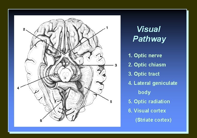 Visual Pathway 1. Optic nerve 2. Optic chiasm 3. Optic tract 4. Lateral geniculate