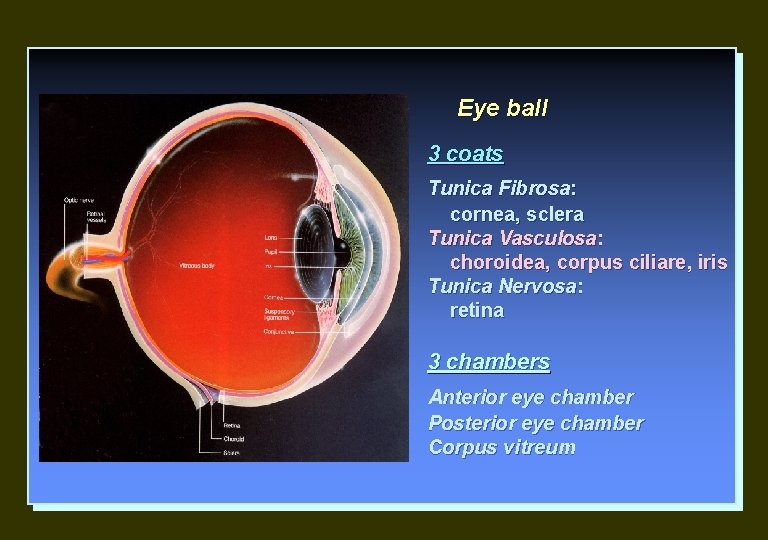 Eye ball 3 coats Tunica Fibrosa: cornea, sclera Tunica Vasculosa: choroidea, corpus ciliare, iris