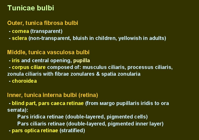 Tunicae bulbi Outer, tunica fibrosa bulbi - cornea (transparent) - sclera (non-transparent, bluish in