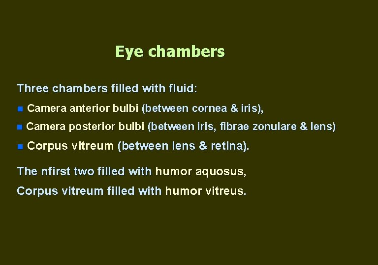 Eye chambers Three chambers filled with fluid: n Camera anterior bulbi (between cornea &
