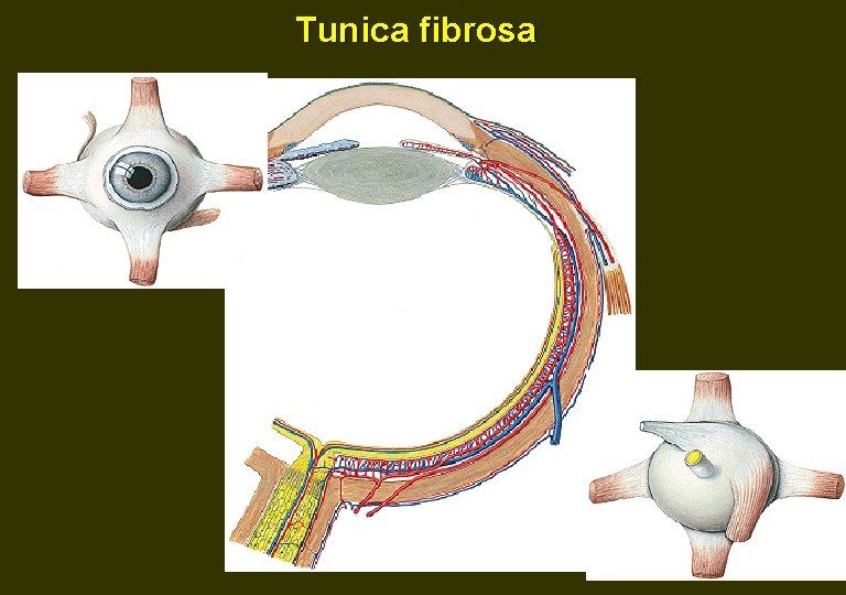 Tunica fibrosa 