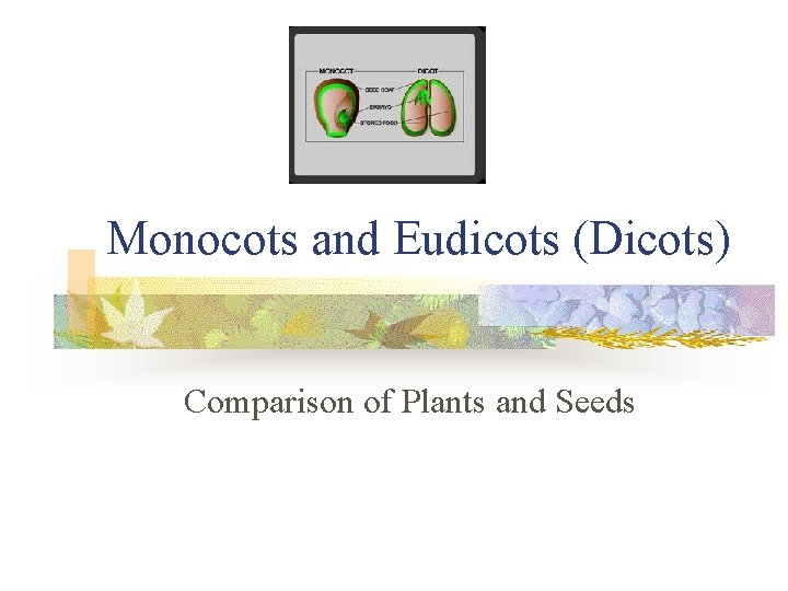 Monocots and Eudicots (Dicots) Comparison of Plants and Seeds 