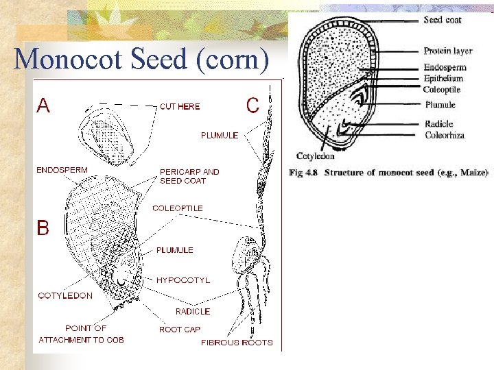 Monocot Seed (corn) 