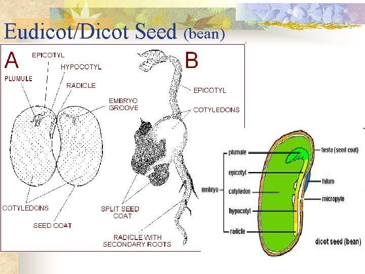 Eudicot/Dicot Seed (bean) 