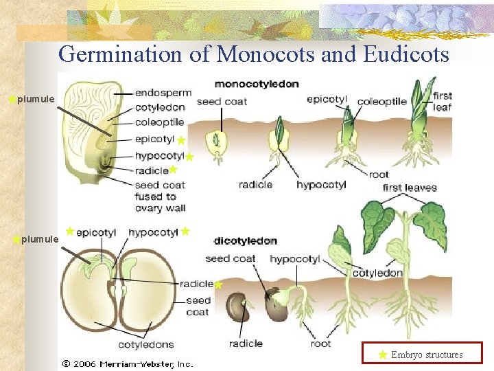 Germination of Monocots and Eudicots plumule Embryo structures 