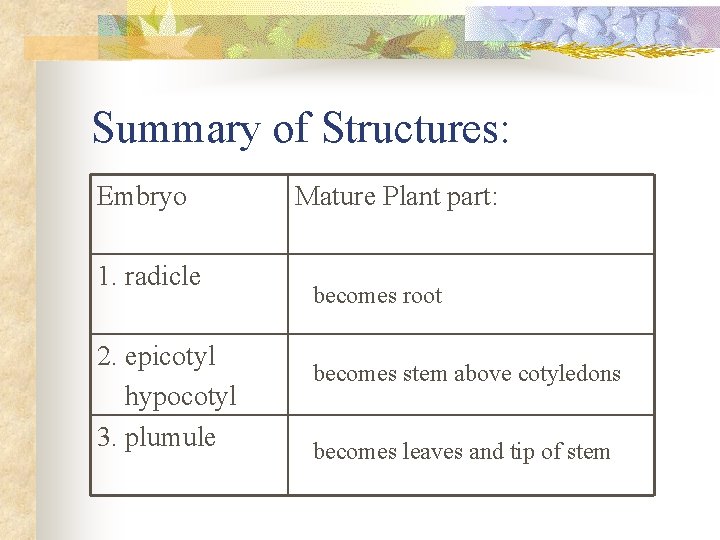 Summary of Structures: Embryo 1. radicle 2. epicotyl hypocotyl 3. plumule Mature Plant part: