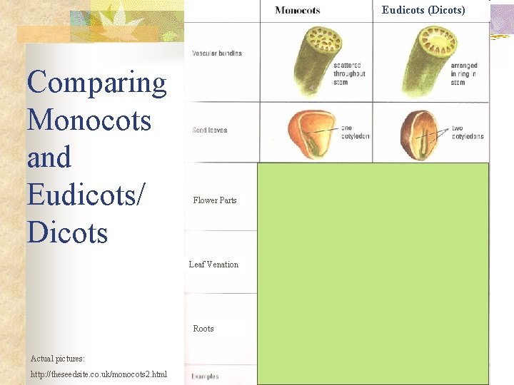 Eudicots (Dicots) Comparing Monocots and Eudicots/ Dicots Flower Parts Leaf Venation Roots Actual pictures: