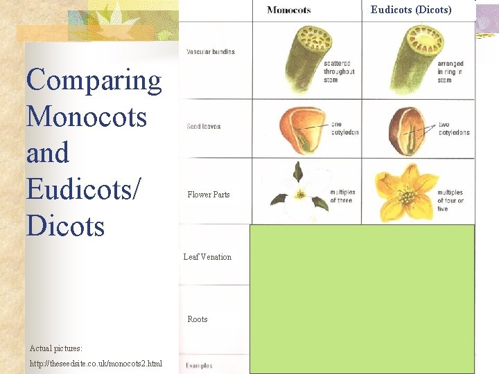 Eudicots (Dicots) Comparing Monocots and Eudicots/ Dicots Flower Parts Leaf Venation Roots Actual pictures: