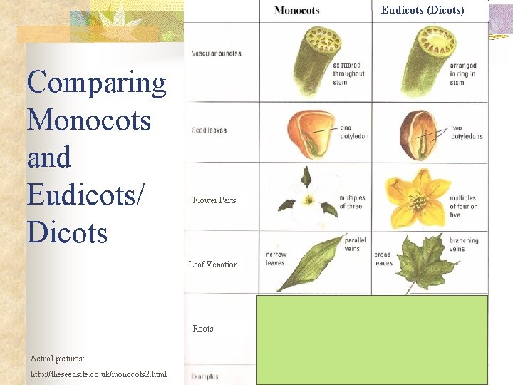 Eudicots (Dicots) Comparing Monocots and Eudicots/ Dicots Flower Parts Leaf Venation Roots Actual pictures: