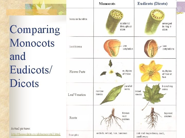 Eudicots (Dicots) Comparing Monocots and Eudicots/ Dicots Flower Parts Leaf Venation Roots Actual pictures: