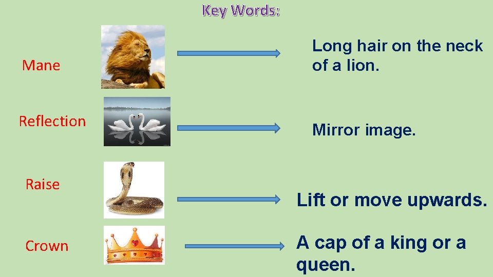 Key Words: Mane Long hair on the neck of a lion. Reflection Mirror image.