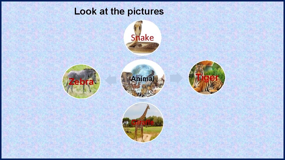 Look at the pictures Snake Zebra Animal Giraffe Tiger 
