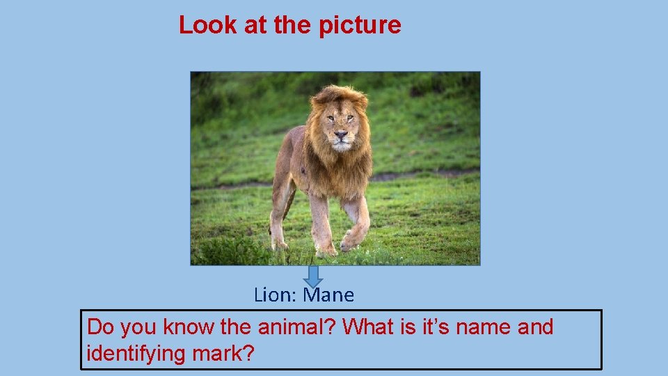 Look at the picture Lion: Mane Do you know the animal? What is it’s