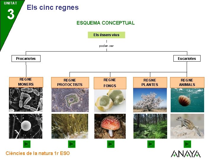 UNITAT 3 Els cinc regnes ESQUEMA CONCEPTUAL Els éssers vius poden ser Eucariotes Procariotes