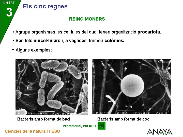 UNITAT 3 Els cinc regnes REINO MONERS • Agrupa organismes les cèl·lules del qual