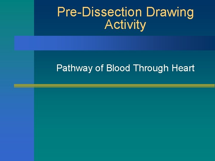 Pre-Dissection Drawing Activity Pathway of Blood Through Heart 
