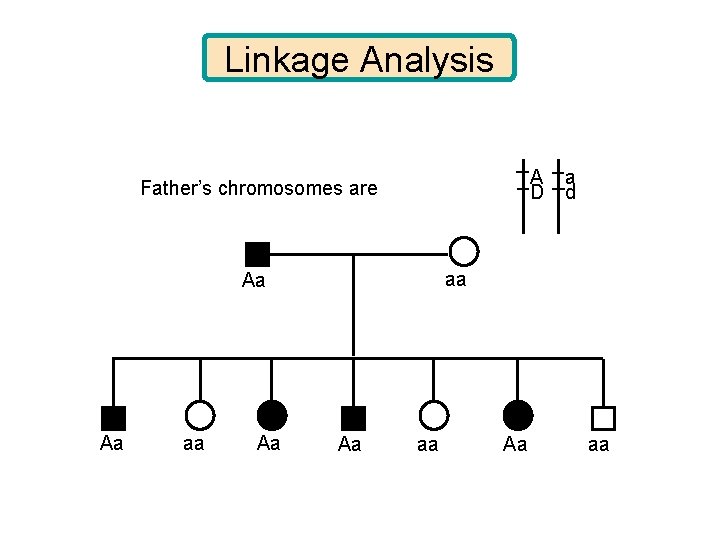 Linkage Analysis A D Father’s chromosomes are aa Aa Aa a d Aa aa