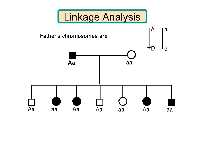 Linkage Analysis A a D d Father’s chromosomes are aa Aa Aa aa 