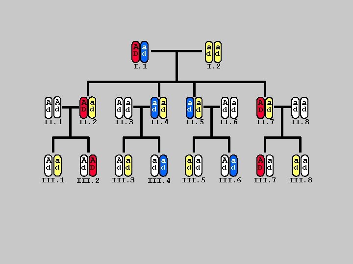 Aa aa I. 1 I. 2 D d d d A A Aa A