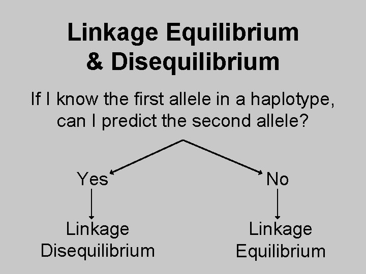 Linkage Equilibrium & Disequilibrium If I know the first allele in a haplotype, can