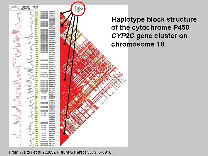 Haplotype block structure of the cytochrome P 450 CYP 2 C gene cluster on