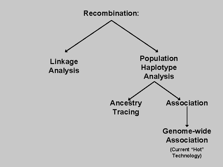 Recombination: Linkage Analysis Population Haplotype Analysis Ancestry Tracing Association Genome-wide Association (Current “Hot” Technology)
