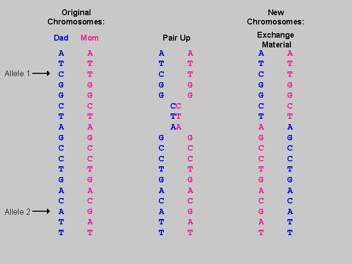 Original Chromosomes: Allele 1 Allele 2 New Chromosomes: Dad Mom Pair Up A T