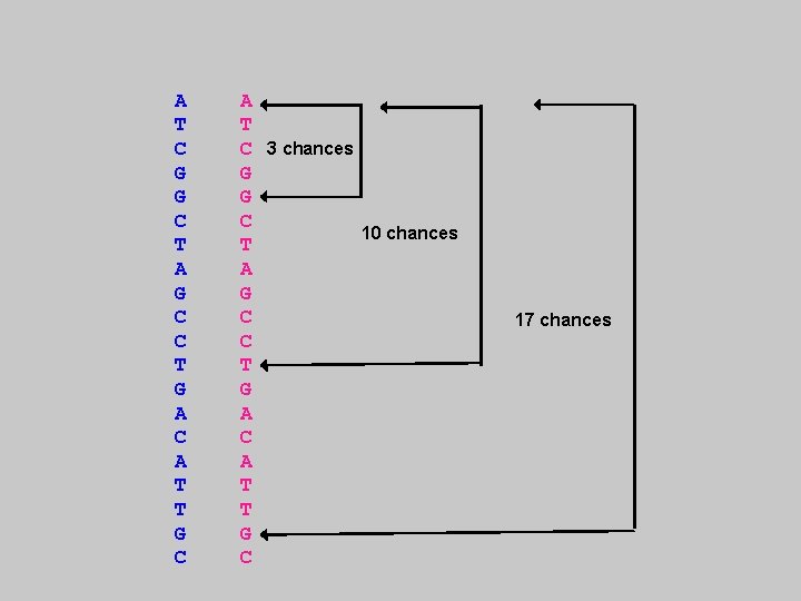 A T C G G C T A G C C T G A