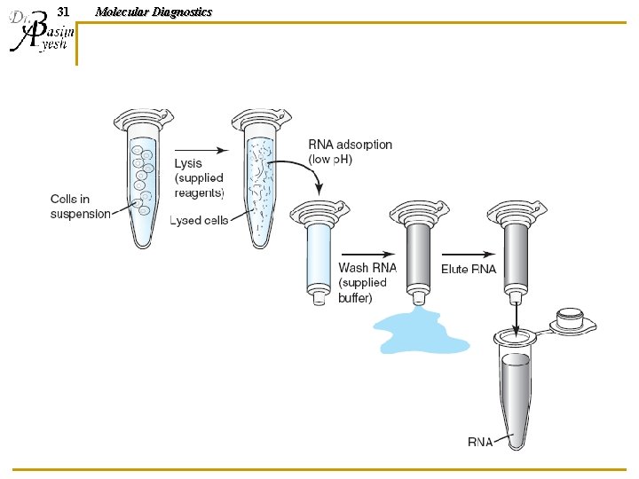 31 Molecular Diagnostics 