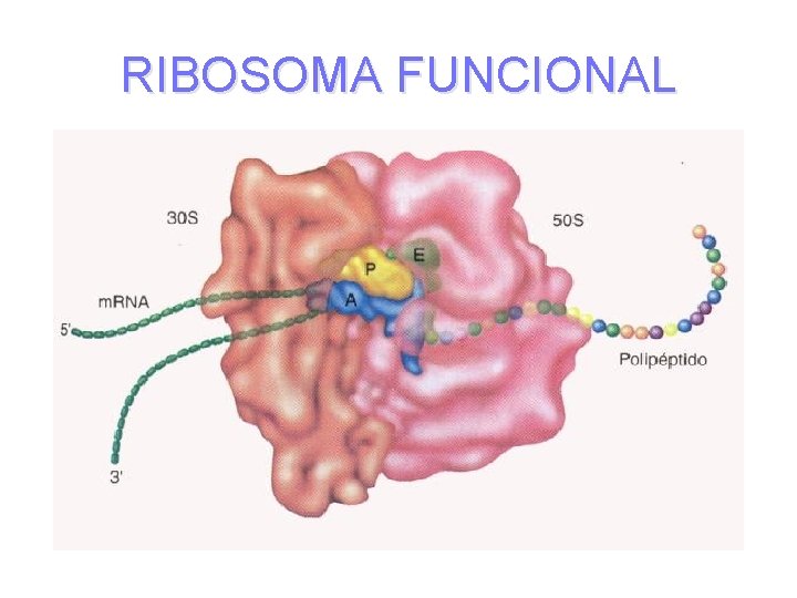 RIBOSOMA FUNCIONAL RIBOSOMA FUNCIONAL