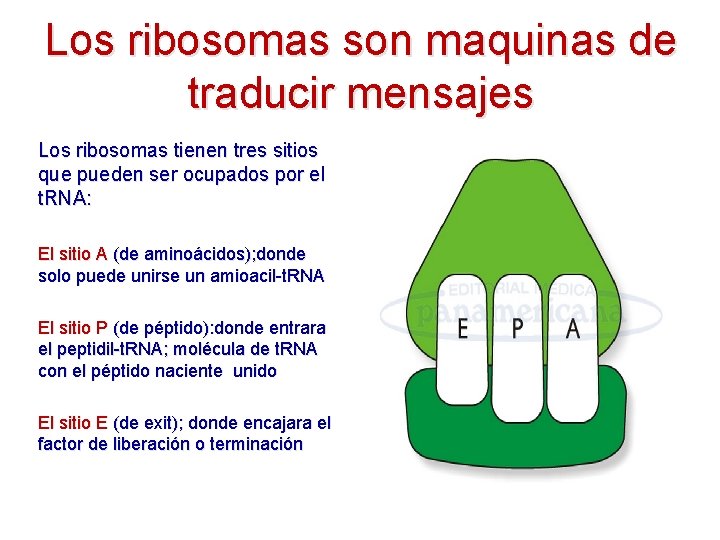 Los ribosomas son maquinas de traducir mensajes Los ribosomas tienen tres sitios que pueden Los ribosomas son maquinas de traducir mensajes Los ribosomas tienen tres sitios que pueden
