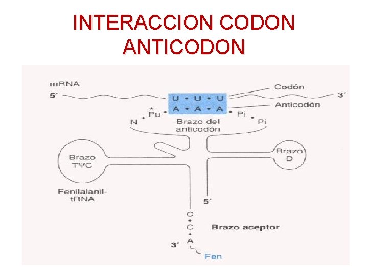 INTERACCION CODON ANTICODON INTERACCION CODON ANTICODON