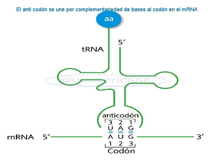 El anti codón se une por complementariedad de bases al codón en el m. El anti codón se une por complementariedad de bases al codón en el m.