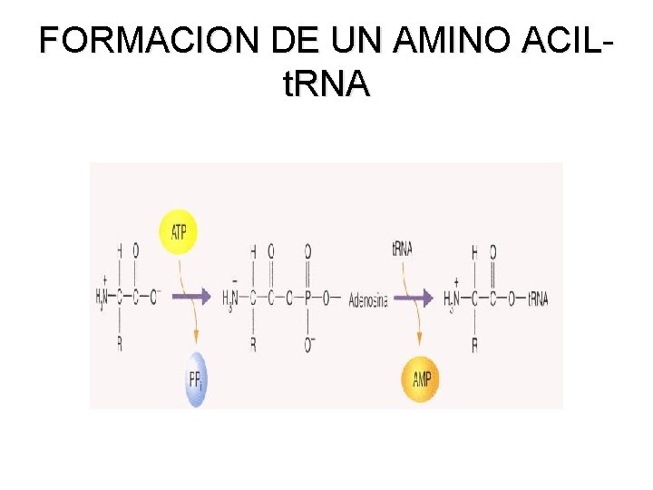 FORMACION DE UN AMINO ACILt. RNA FORMACION DE UN AMINO ACILt. RNA